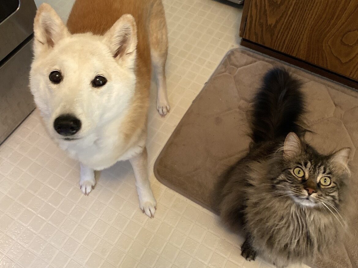 Introducing Cats to Dogs
