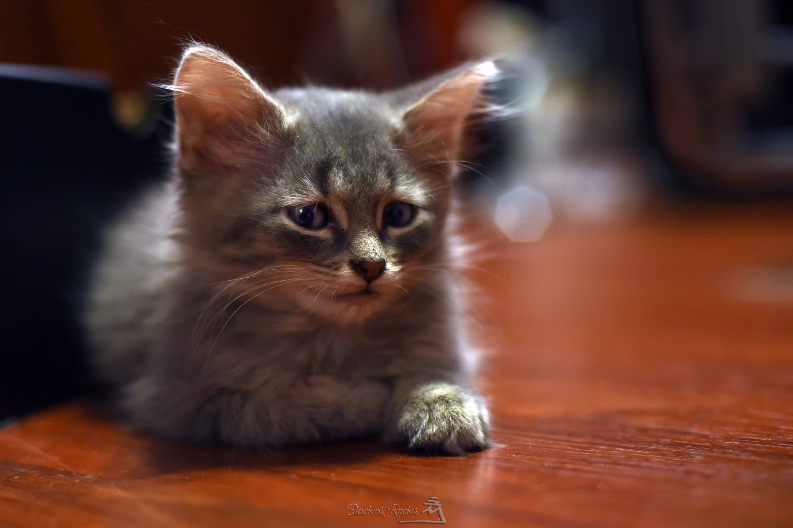 Toxic Household Products