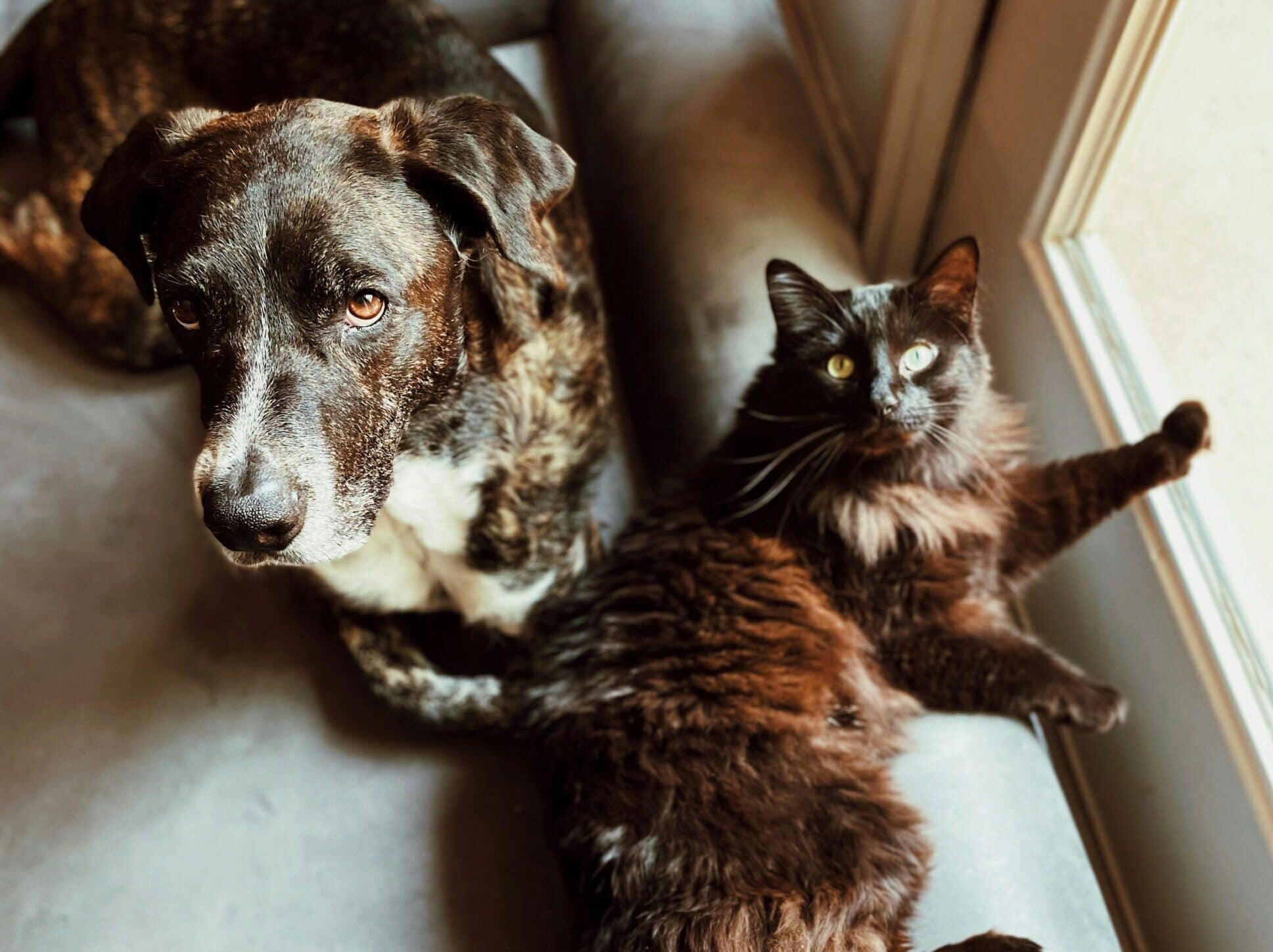 dog and cat on dog bed