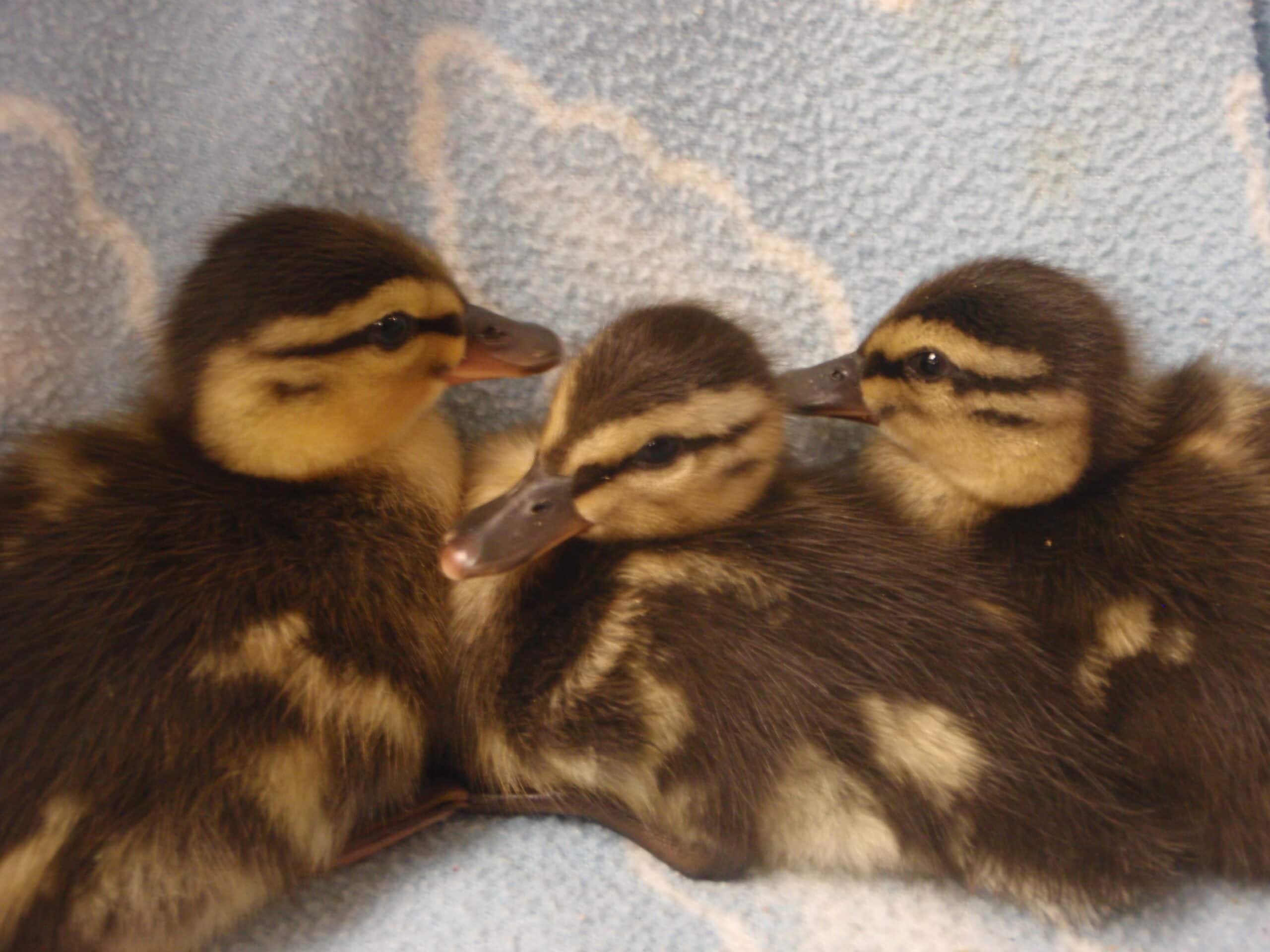 three baby mallard ducklings together on a blanket