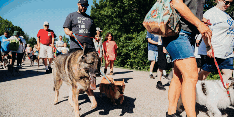People and pets at Pet Walk