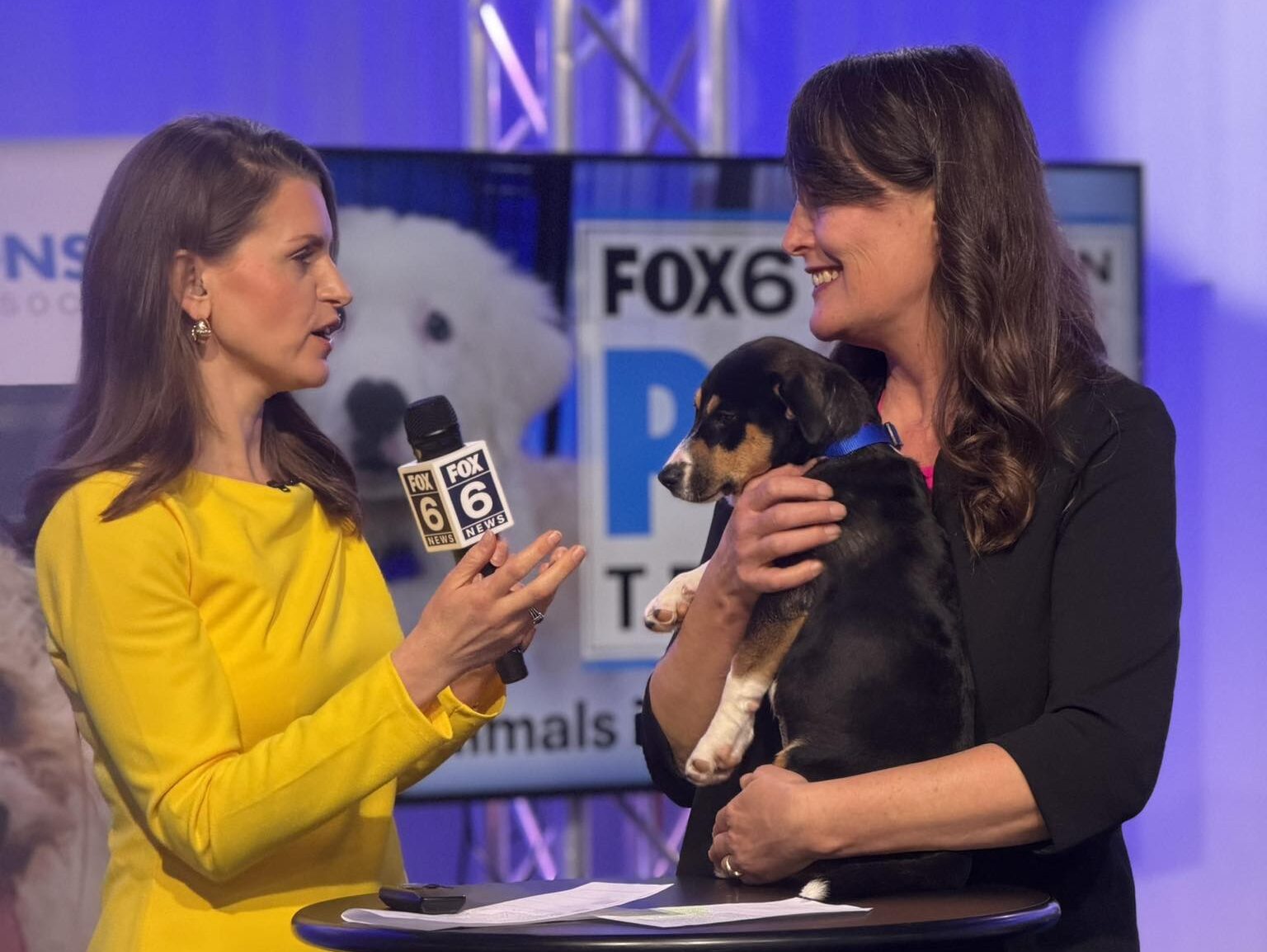 news reporter interviews staff member holding puppy