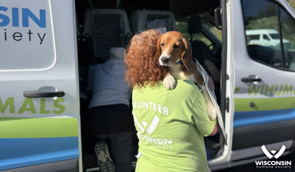 WHS volunteer holding a Beagle in front of the transport van