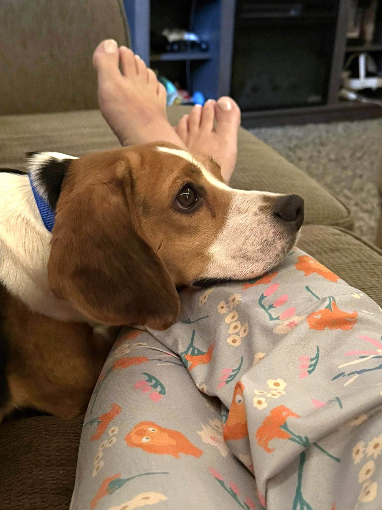 Beagle dog laying on lap