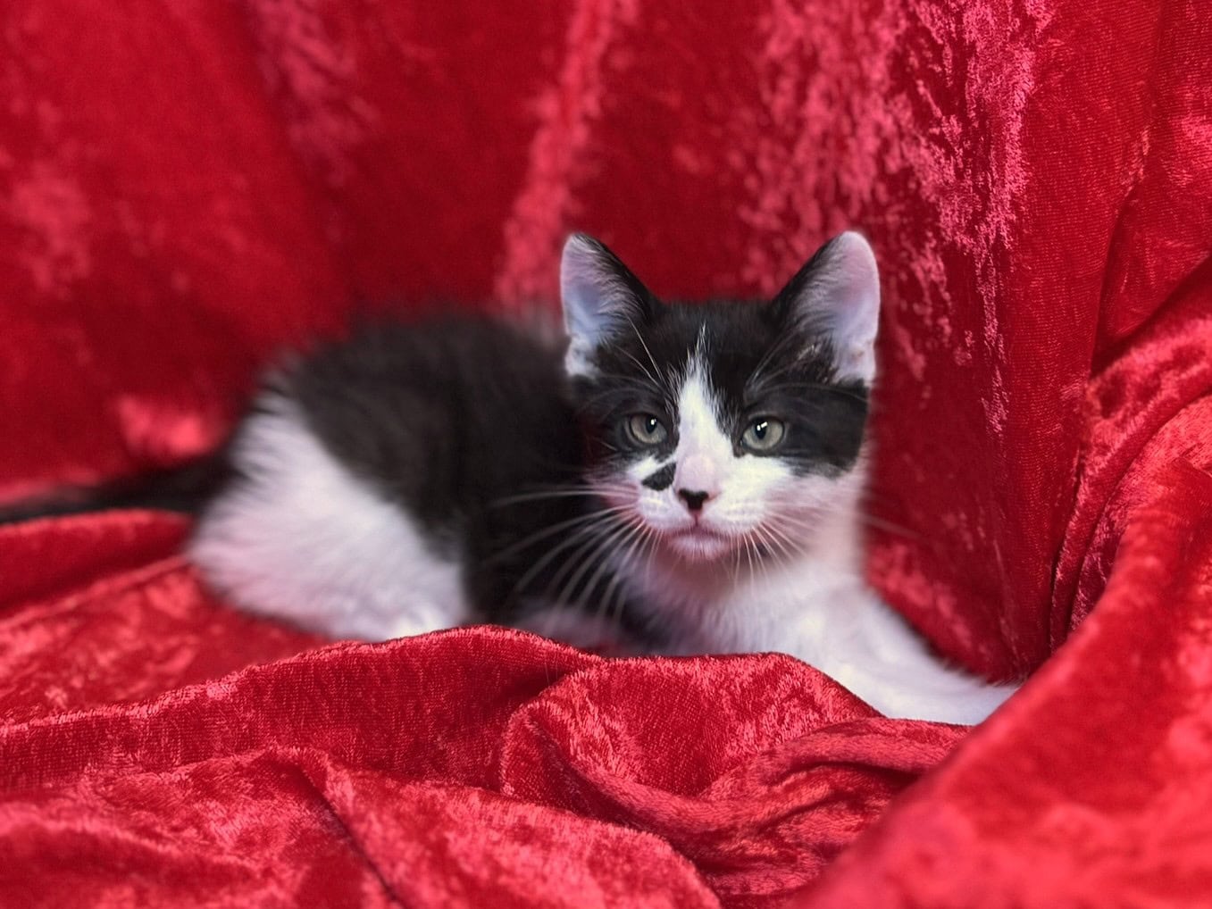 Black and white kitten on a red blanket