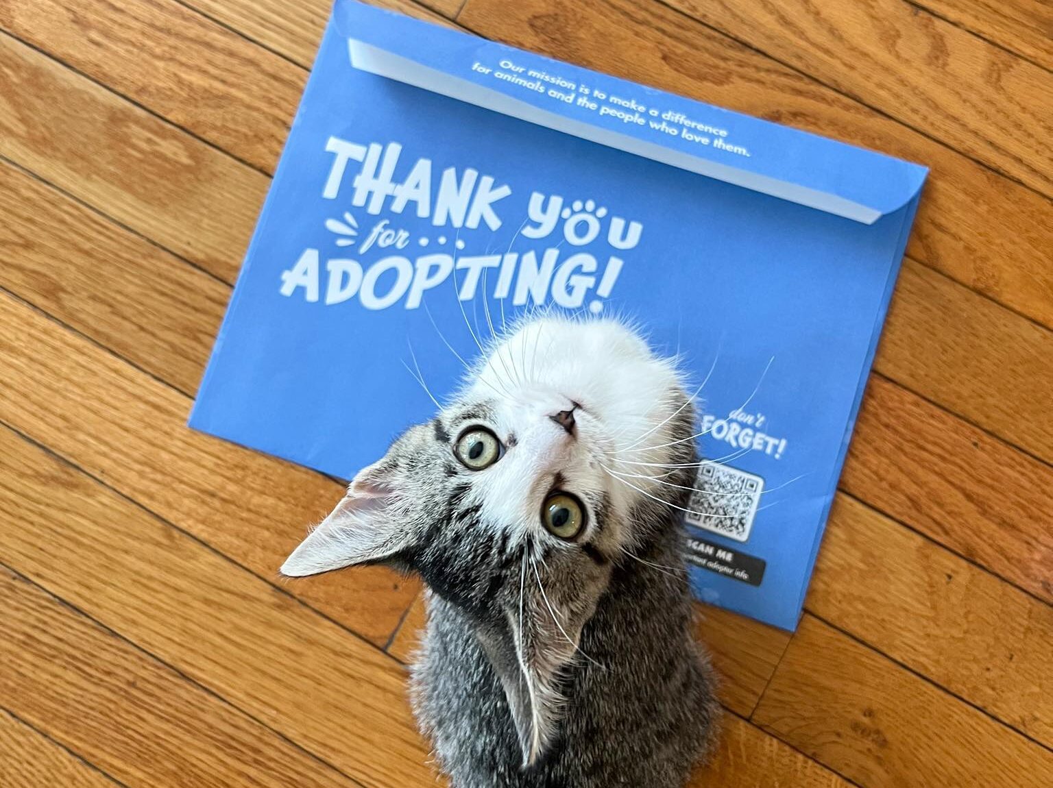 kitten looking up while sitting on adoption envelope