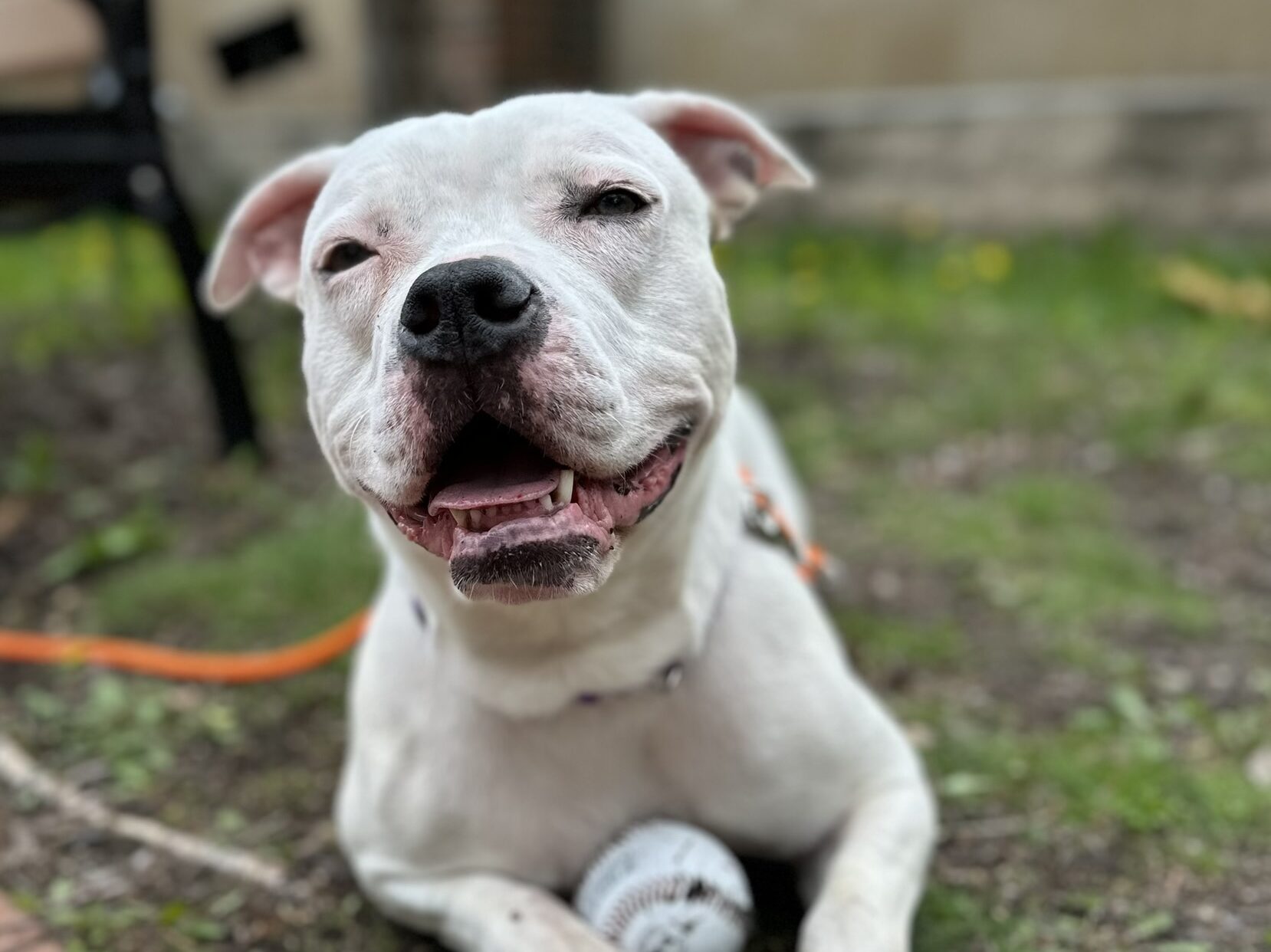 happy dog in grass
