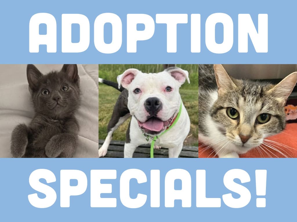 Adoption Specials