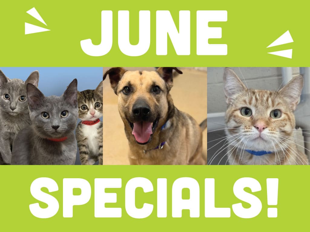 June Adoption Specials