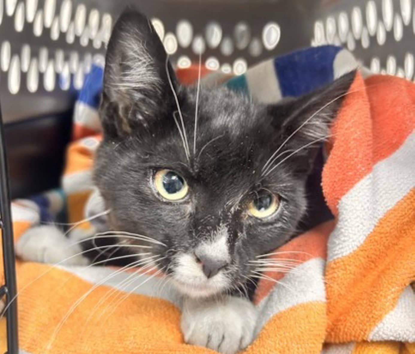 Titan the black and white kitten on an orange blanket