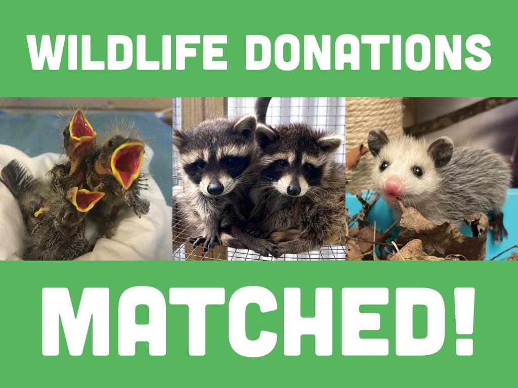 Wildlife donations matched!