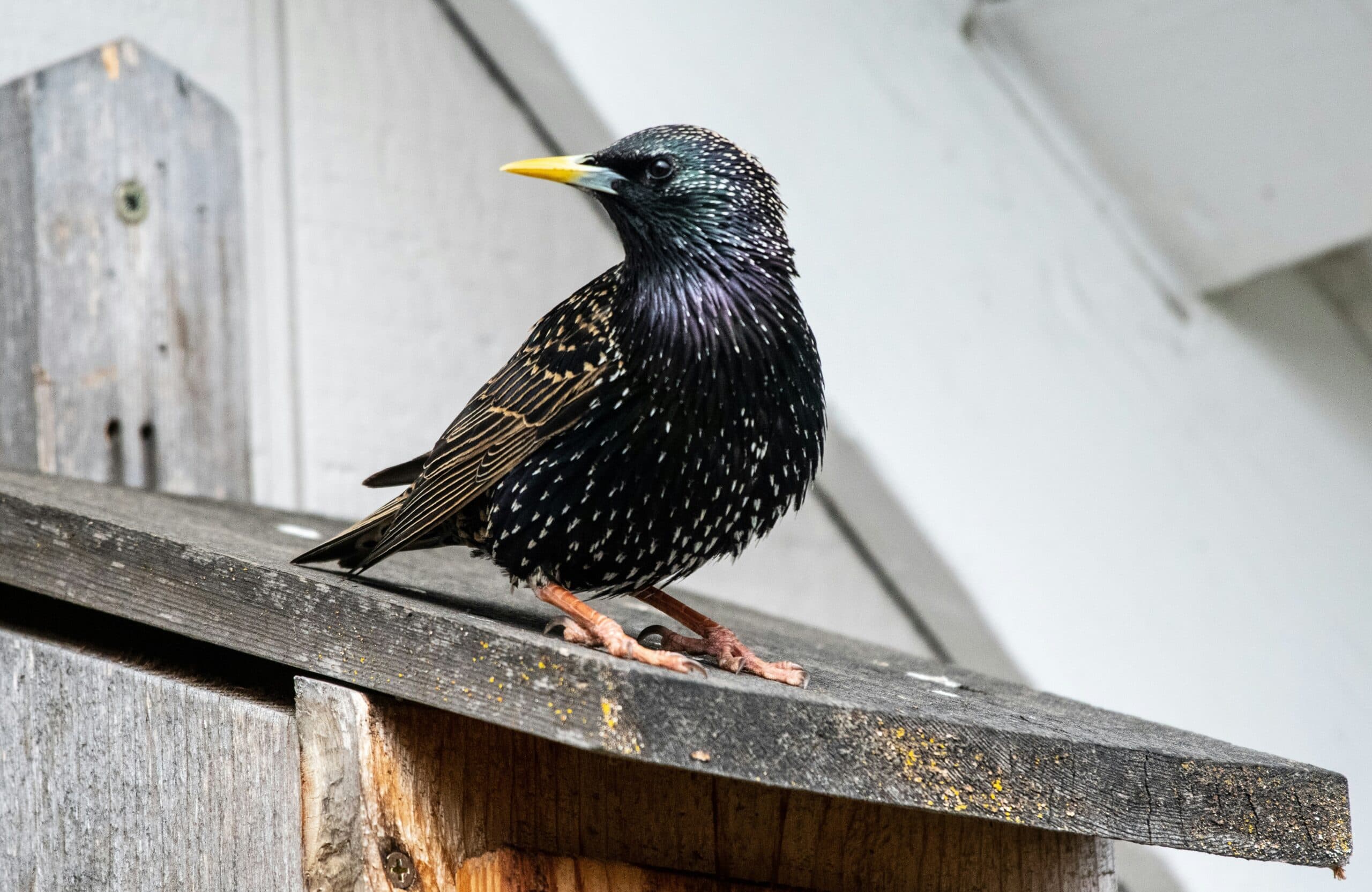 european starling