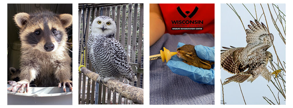 Collage featuring a raccoon, owl, baby squirrel and hawk