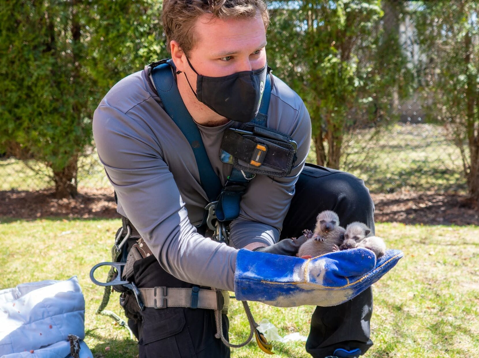 skedaddle employee holds small wild animal in gloved hands