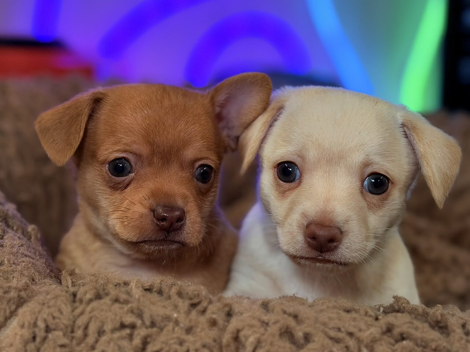close up of two puppies