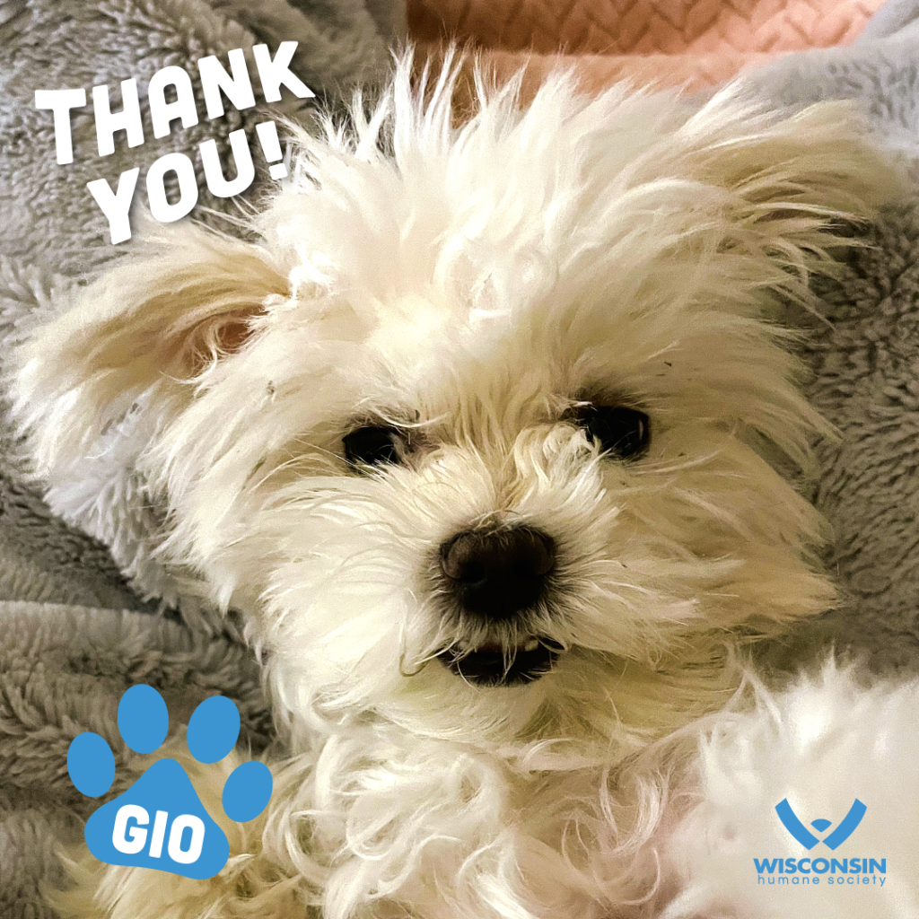 Gio the white fluffy dog says thank you!