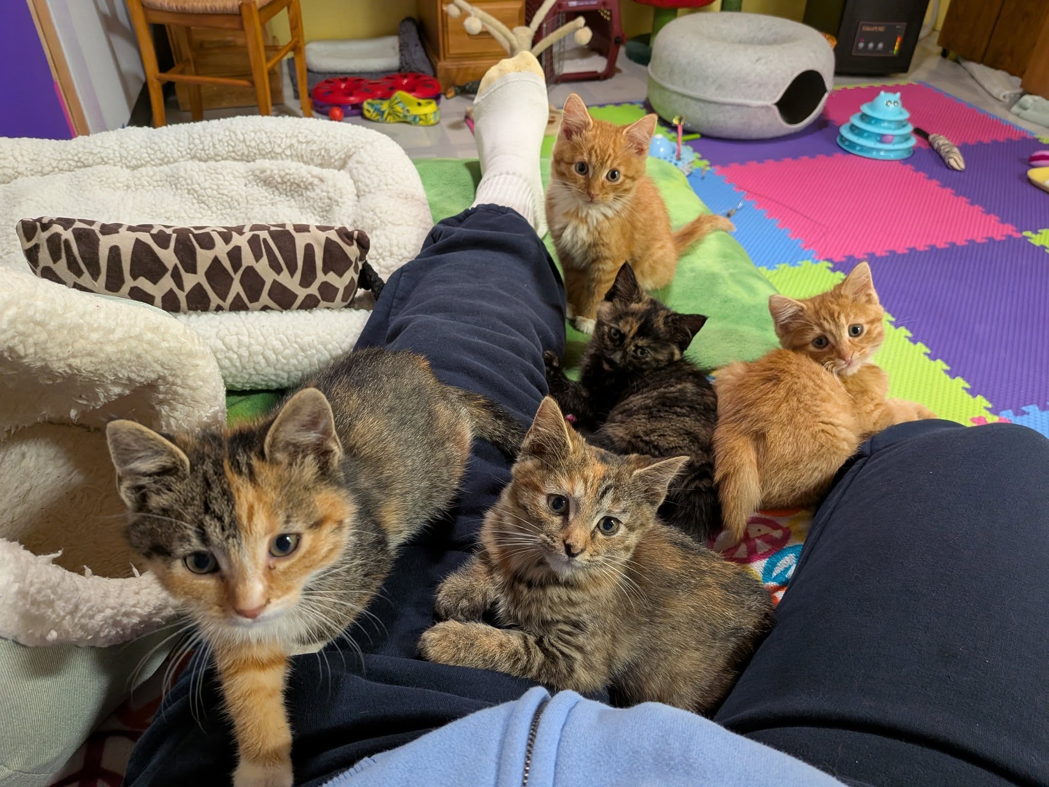 five foster kittens lay on the lap of a foster parent looking at camera