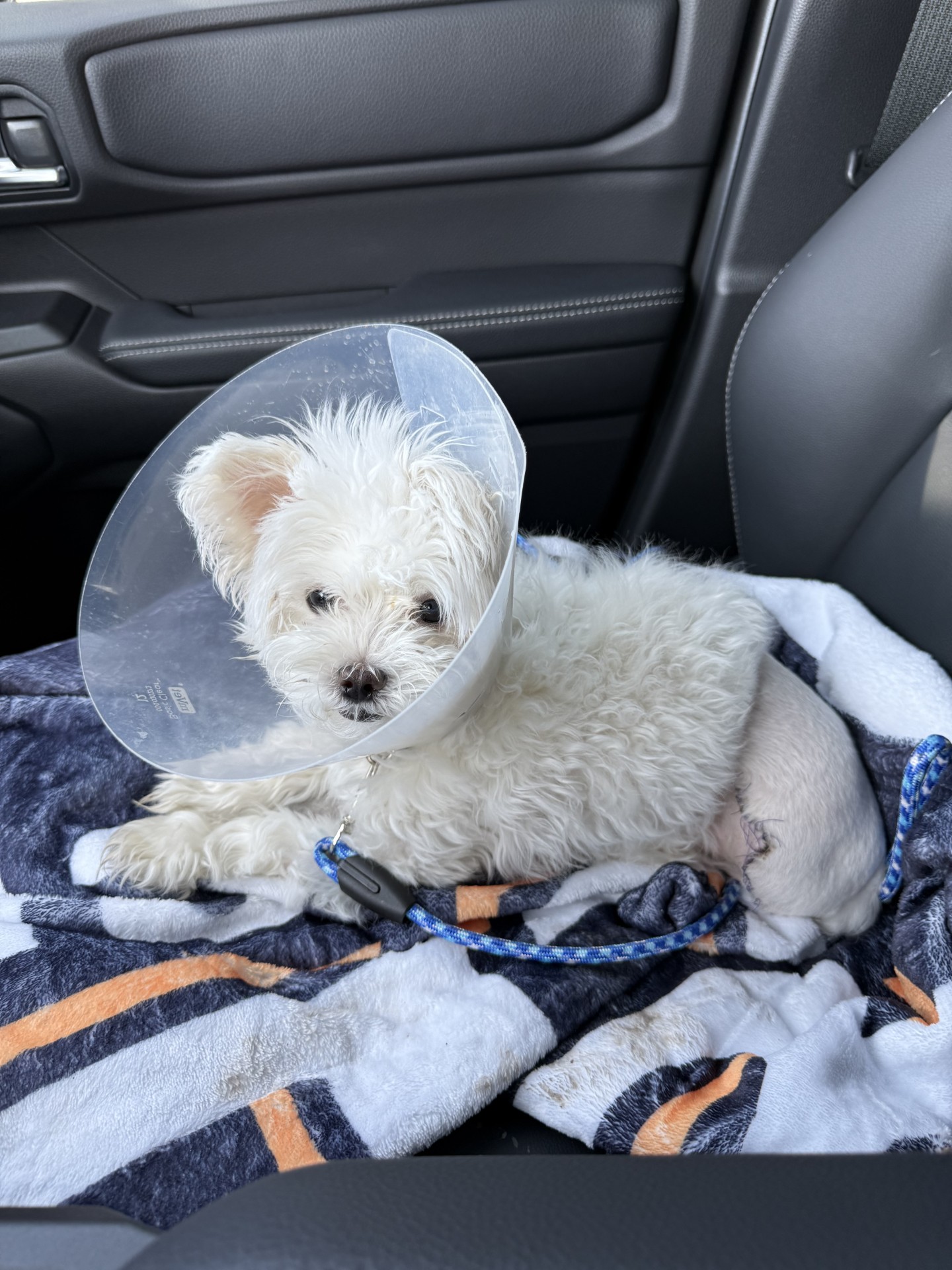White 3-legged dog wearing a cone