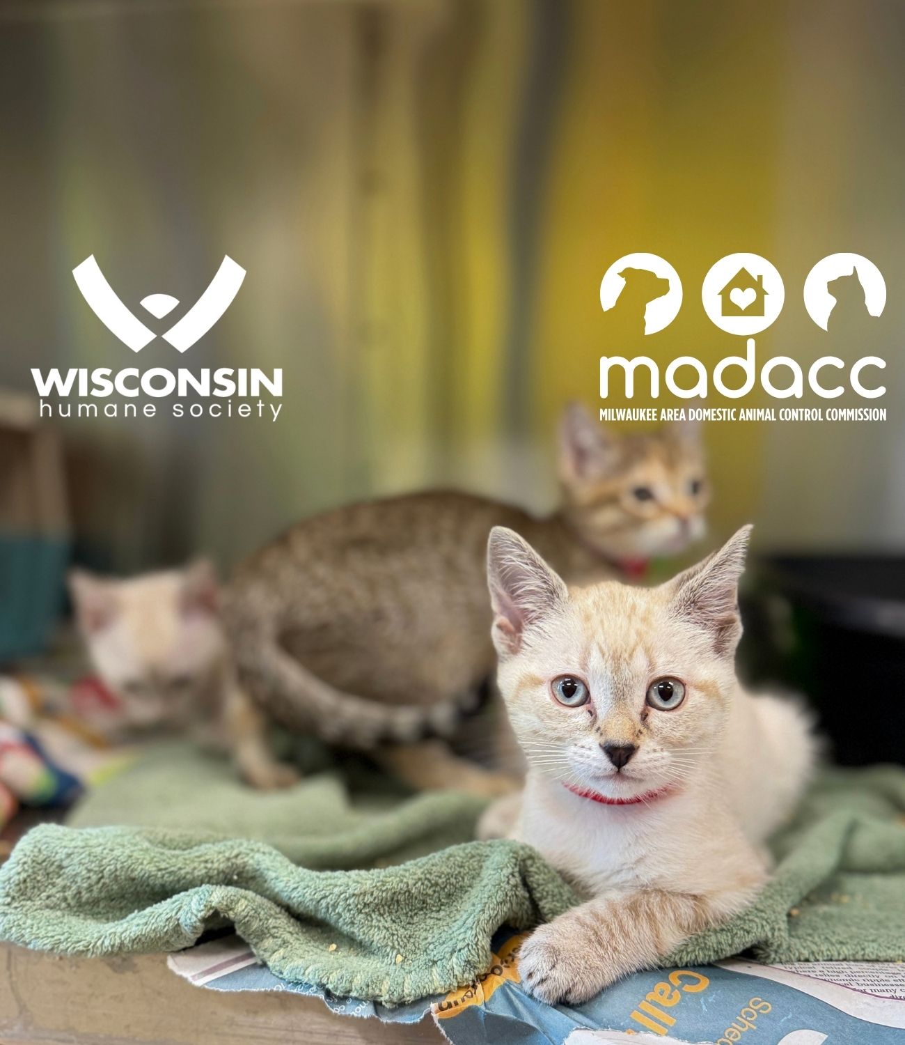 MADACC & WHS joint response