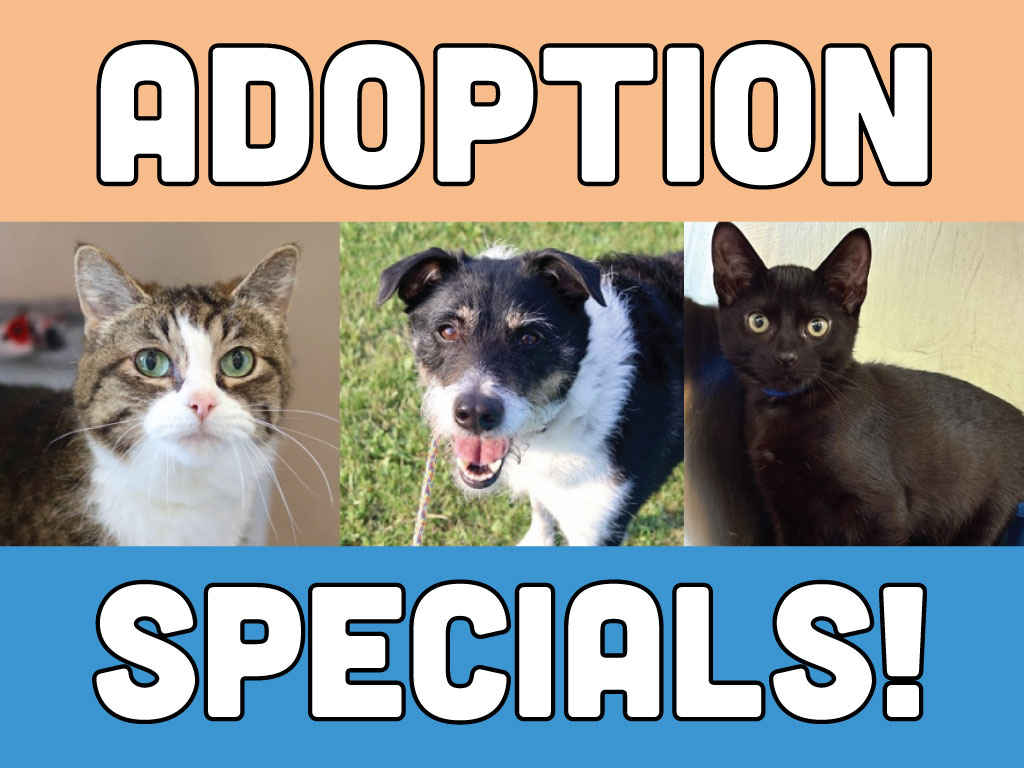 Adoption Specials
