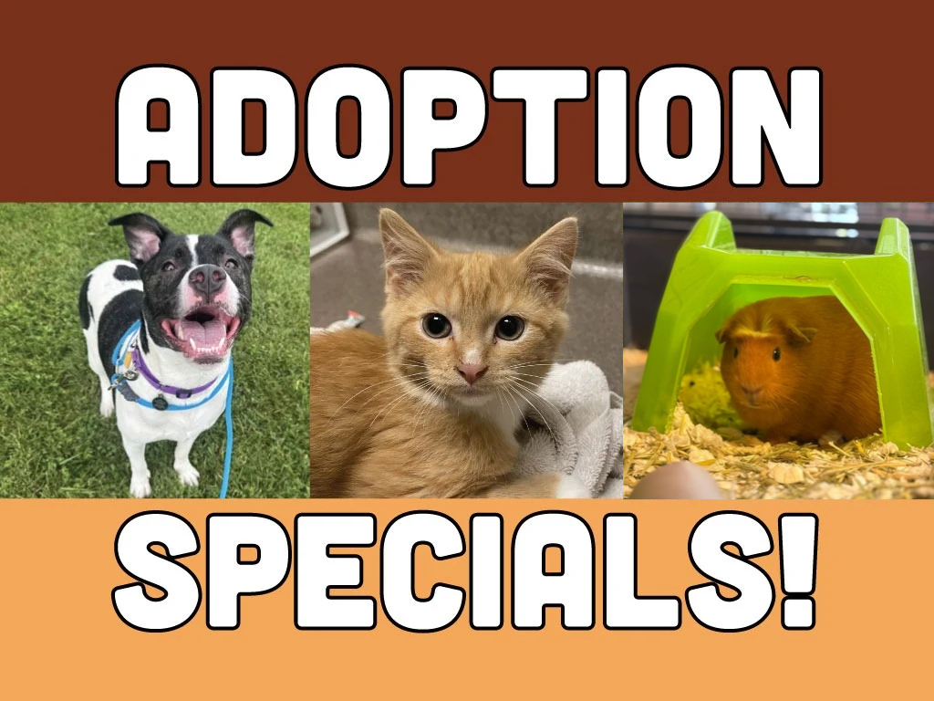 Adoption specials featuring a dog, cat, and guinea pig
