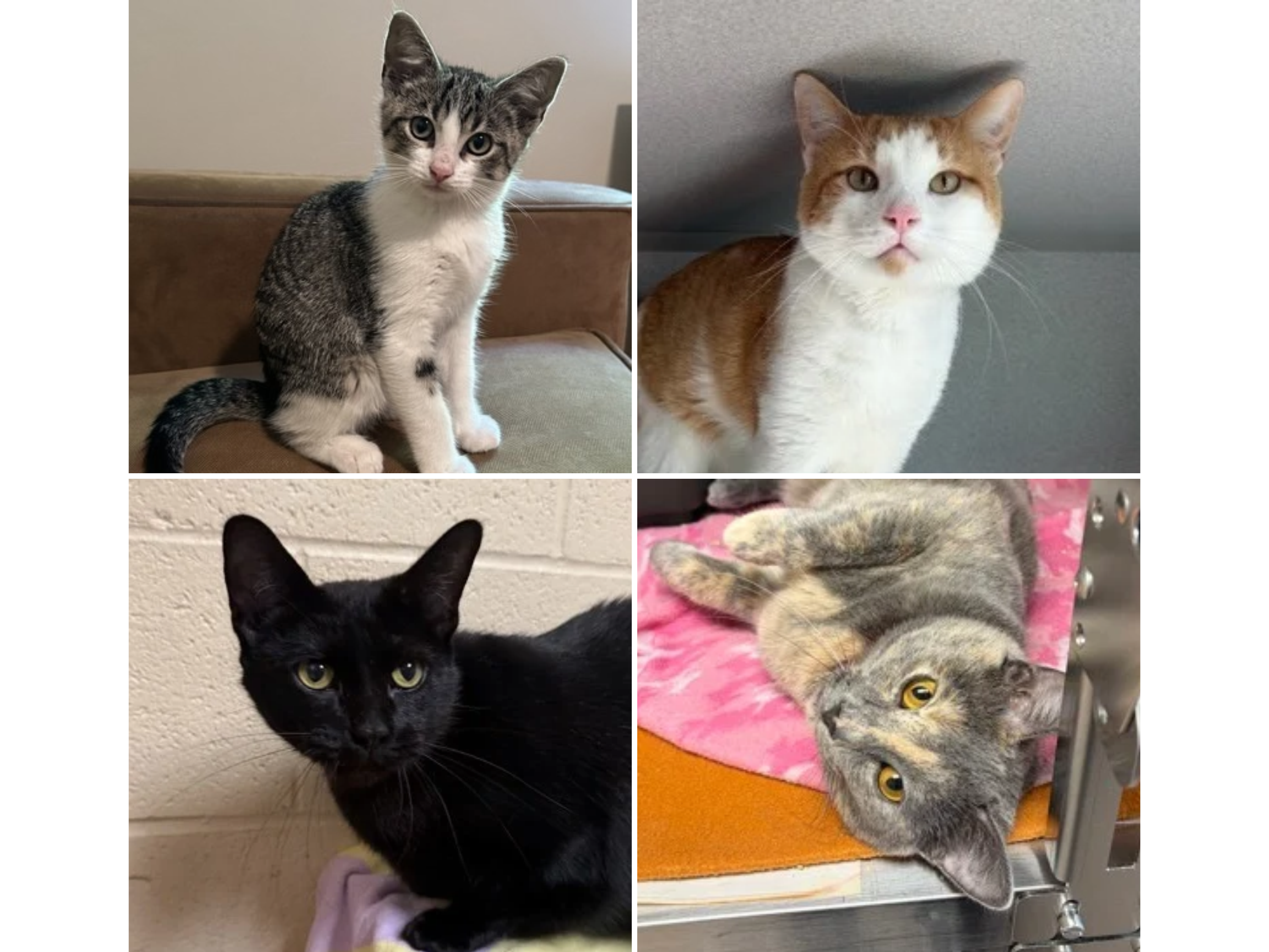 photo grid of four cats/kittens