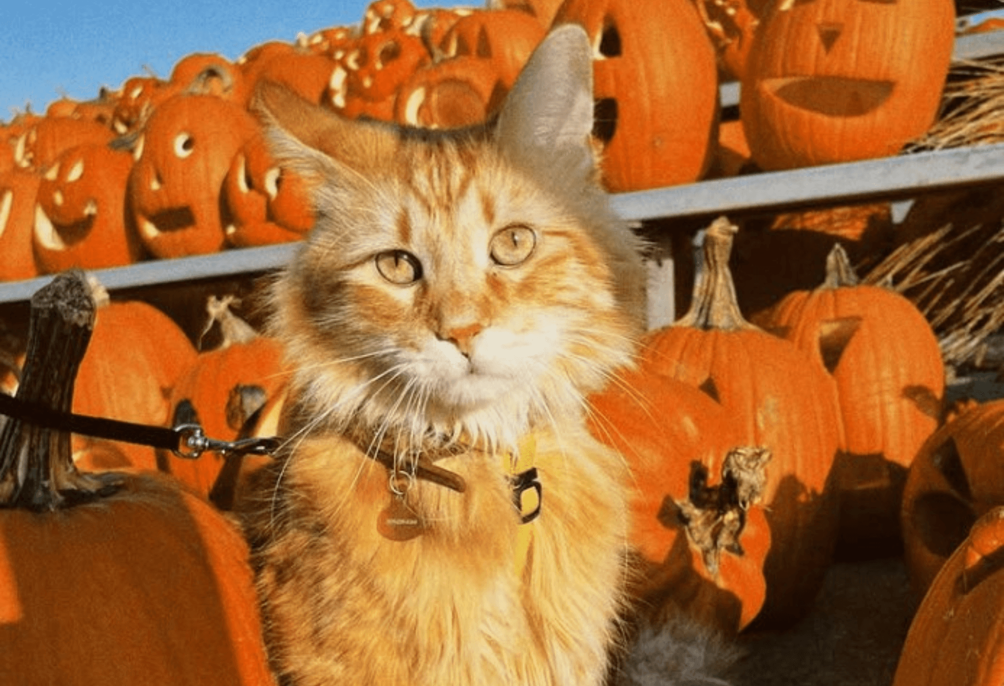 Orange cat in front of Pumpkins